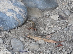 Aspidoscelis costatus