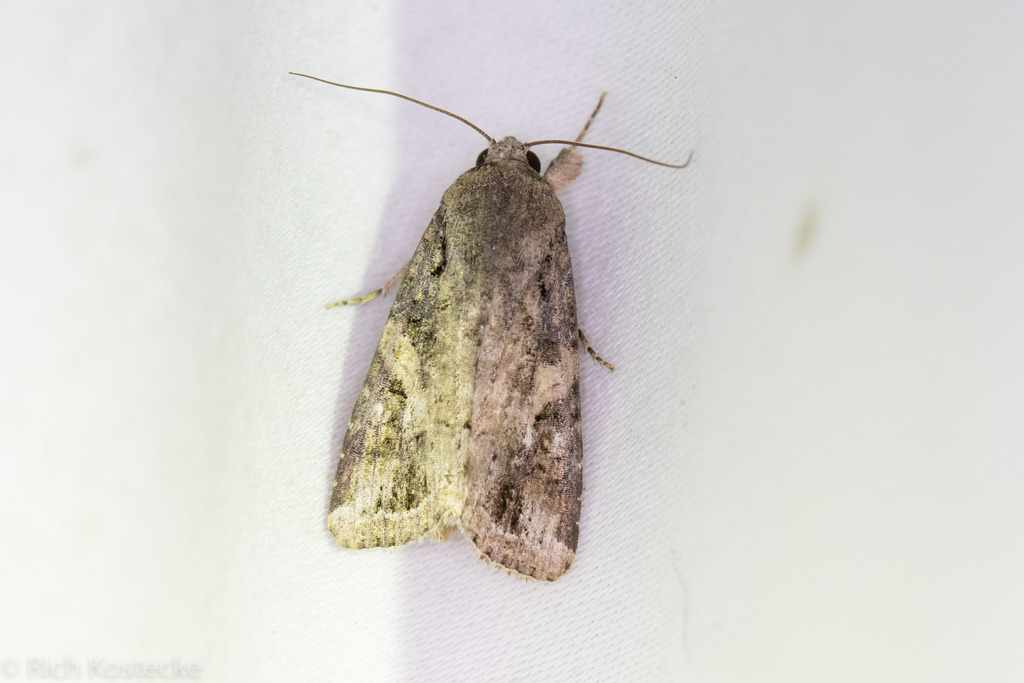 Fall Armyworm Moth from Anderson Mill, Austin, TX 78750, USA on October ...