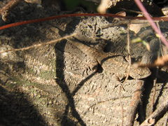 Urosaurus bicarinatus