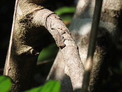 Urosaurus bicarinatus