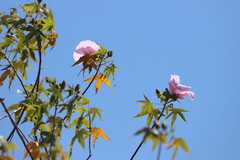 Gossypium robinsonii