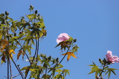 Gossypium robinsonii