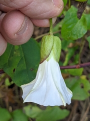 Calystegia × lucana
