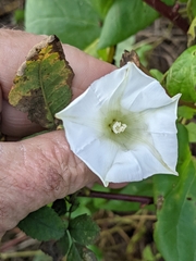 Calystegia × lucana