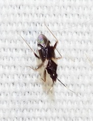 Fulvius anthocoroides