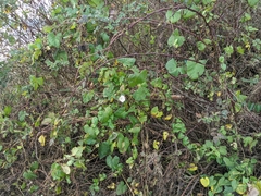 Calystegia × lucana