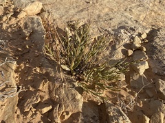 Rhinotropis subspinosa