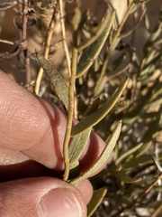 Rhinotropis subspinosa