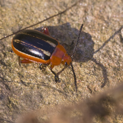 Disonycha discoidea