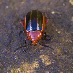 Disonycha discoidea