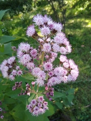 Ageratina deltoidea