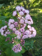 Ageratina deltoidea
