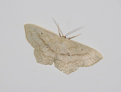 Scopula nigropunctata
