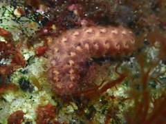 Lepidonotus squamatus