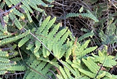 Gleichenia rupestris