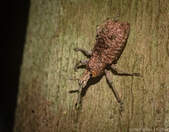 Leptopius setosus