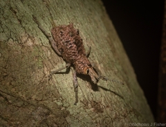 Leptopius setosus