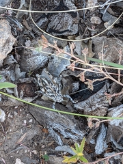 Phrynotettix robustus