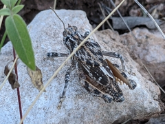 Phrynotettix robustus