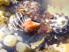 Nodopelagia brazieri