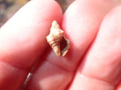 Phycothais reticulata