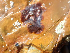 Watersiporidae