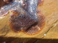 Watersiporidae