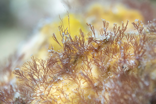 Representative image of Gayliella flaccida