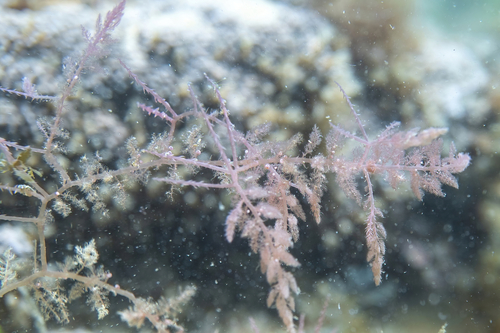 Photo of Fringed Red Alga (Asparagopsis armata)