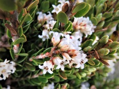 Acrothamnus maccraei