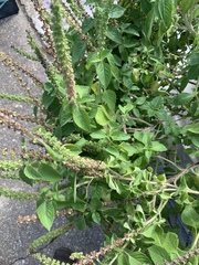 Ocimum tenuiflorum