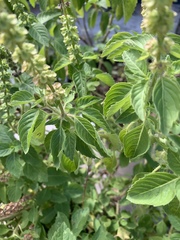 Ocimum tenuiflorum