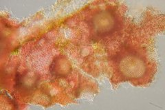 Hydrolithon cymodoceae