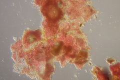 Hydrolithon cymodoceae