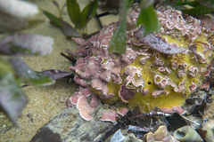 Melobesia membranacea