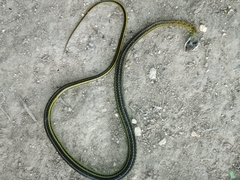 Dendrophidion bivittatus