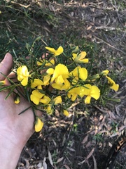 Gompholobium grandiflorum