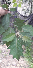 Solanum stellatiglandulosum