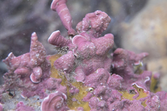 Melobesia membranacea