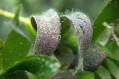 Melobesia membranacea