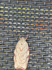 Euchaetis inceptella