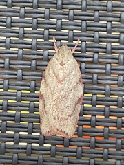 Euchaetis inceptella