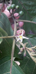 Solanum stellatiglandulosum