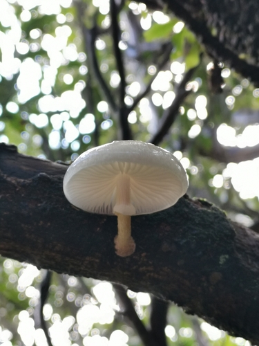 porcelain mushroom