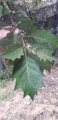 Solanum stellatiglandulosum