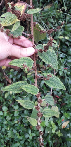 Phenax rugosus, photograph 5