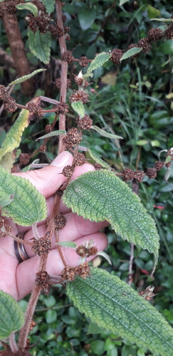 Phenax rugosus, photograph 6