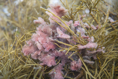 Haloplegma preissii