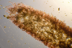 Haloplegma preissii