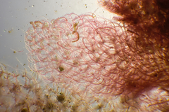 Haloplegma preissii